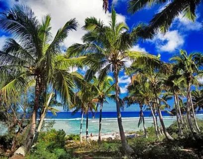 A vibrant beach scene on a sunny day, filled with tall coconut palm trees swaying against a deep blue sky with white clouds. The trees frame a view of the white sand, light blue ocean, and a white breaking reef wave in the distance.