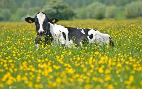 A black and white Holstein cow lies peacefully in a sunny, vibrant green field completely filled with bright yellow buttercup flowers.