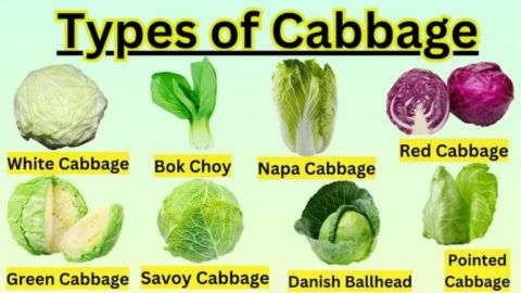 An infographic titled "Types of Cabbage" shows eight distinct varieties arranged in two rows of four, each labeled with its name.