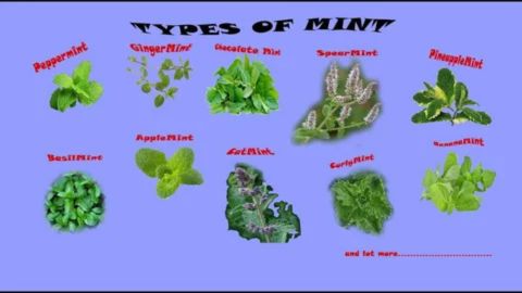 A graphic titled "TYPES OF MINT" displays ten different varieties of mint plants on a light blue background. The varieties shown are Peppermint, Ginger Mint, Chocolate Mint, Spearmint, Pineapple Mint, Basil Mint, Apple Mint, Cat Mint, Curly Mint, and Banana Mint, with a note at the bottom indicating "and lot more..........."