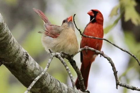 interesting facts about cardinals