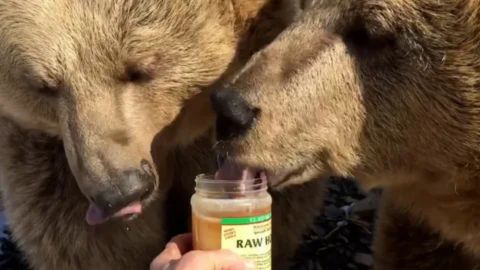 Close-up of two brown bears enthusiastically licking raw honey from a jar, illustrating facts about the bear diet and honey myth.