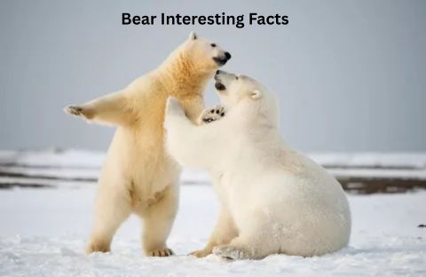 Two Polar Bears sparring or playing together in the snow, reinforcing the article's main topic: bear interesting facts
