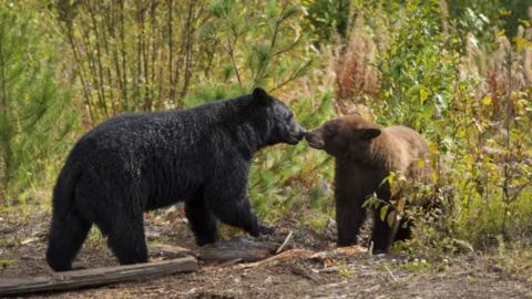 An adult black bear standing near a dark brown or cinnamon-colored cub, touching noses in a forest clearing.