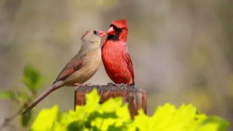 A male Northern Cardinal with vibrant red plumage feeding a female cardinal (with light brown and red-tinged feathers) beak-to-beak while perched on a wooden post. This visual illustrates their courtship ritual and monogamous bonding.
