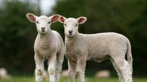 interesting facts about lambs