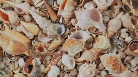 A close-up, high-angle view of a dense pile of various sizes and types of sea shells, including small white cowrie shells, larger spiraled conch shells, and fragments.